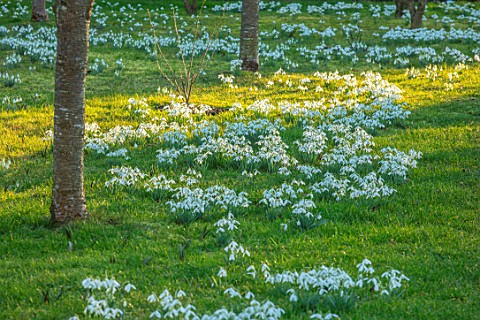 MORTON_HALL_WORCESTERSHIRE_SNOWDROPS_IN_THE_MEADOW_WINTER_FEBRUARY_BIRCHES_TREES_GRASS_GALANTHUS