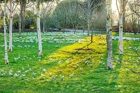 MORTON_HALL_WORCESTERSHIRE_SNOWDROPS_IN_THE_MEADOW_WINTER_FEBRUARY_BIRCHES_TREES_GRASS_GALANTHUS