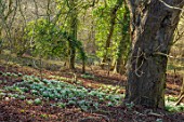 MORTON HALL, WORCESTERSHIRE: SNOWDROPS IN THE WOODLAND, WINTER, FEBRUARY, TREES, GRASS