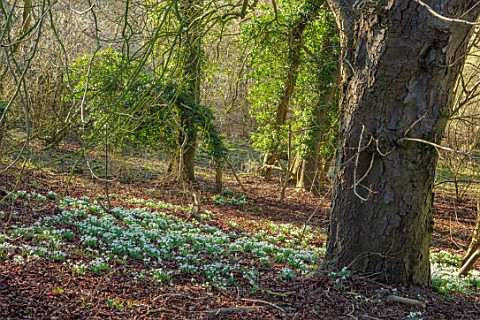 MORTON_HALL_WORCESTERSHIRE_SNOWDROPS_IN_THE_WOODLAND_WINTER_FEBRUARY_TREES_GRASS