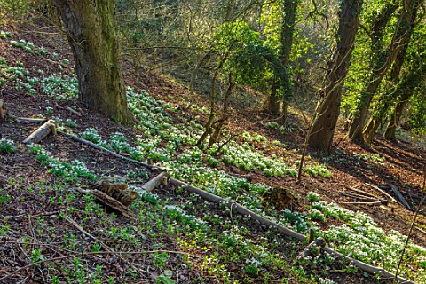 MORTON_HALL_WORCESTERSHIRE_SNOWDROPS_IN_THE_WOODLAND_WINTER_FEBRUARY_TREES_GRASS_PATHS