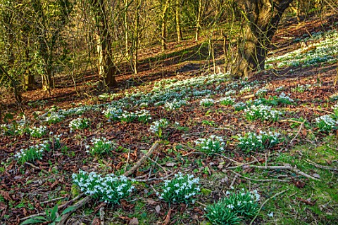 MORTON_HALL_WORCESTERSHIRE_SNOWDROPS_IN_THE_WOODLAND_WINTER_FEBRUARY_TREES