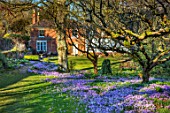 LITTLE COURT, HAMPSHIRE - ORCHARD IN FEBRUARY PLANTED WITH CROCUS TOMMASINIANUS, MEADOW, APPLE ORCHARD, NATURALIZED, BULBS, LAWN, GRASS, HOUSE