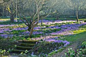 LITTLE COURT, HAMPSHIRE - ORCHARD IN FEBRUARY PLANTED WITH CROCUS TOMMASINIANUS, MEADOW, APPLE ORCHARD, NATURALIZED, BULBS, LAWN, GRASS, STEPS