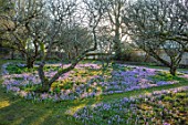 LITTLE COURT, HAMPSHIRE - ORCHARD IN FEBRUARY PLANTED WITH CROCUS TOMMASINIANUS, MEADOW, APPLE ORCHARD, NATURALIZED, BULBS, LAWN, GRASS