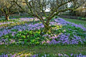 LITTLE COURT, HAMPSHIRE - ORCHARD IN FEBRUARY PLANTED WITH CROCUS TOMMASINIANUS, MEADOW, APPLE ORCHARD, NATURALIZED, BULBS, LAWN, GRASS