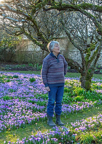 LITTLE_COURT_HAMPSHIRE__PATRICIA_ELKINGTON_IN_HER_ORCHARD_IN_FEBRUARY_CROCUS_TOMMASINIANUS_MEADOW_AP