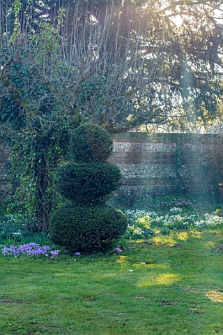 LITTLE_COURT_HAMPSHIRE__AFTERNOON_SUNSHINE_ON_LAWN_CROCUS_TOMMASINIANUS_CLIPPED_TOPIARY_SNOWDROPS_NA
