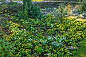 LITTLE COURT, HAMPSHIRE - LAWN, STEPPING STONES, STEPS, SNOWDROPS, ACONITES, ERANTHIS HYEMALIS, CROCUS TOMMASINIANUS, APPLE ORCHARD, NATURALIZED, BULBS, LAWN, GRASS, SHADE, SHADY