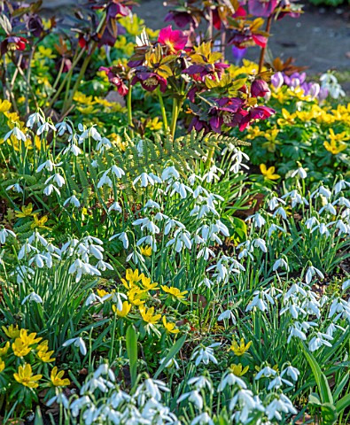 LITTLE_COURT_HAMPSHIRE__SNOWDROPS_ACONITES_ERANTHIS_HYEMALIS_HELLEBORES_NATURALIZED_BULBS_SHADE_SHAD