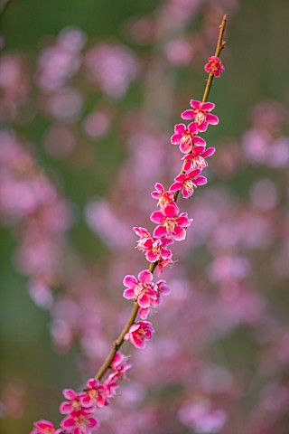 THE_PICTON_GARDEN_AND_OLD_COURT_NURSERIES_WORCESTERSHIRE_PINK_BLOSSOM_FLOWERS_OF_APRICOT_PRUNUS_MUME