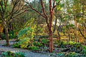 THE PICTON GARDEN AND OLD COURT NURSERIES, WORCESTERSHIRE: GRAVEL PATH PAST BAMBOOS AND ACER GRISEUM IN FEBRUARY. SHADE, SHADY
