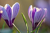 THE PICTON GARDEN AND OLD COURT NURSERIES, WORCESTERSHIRE: CLOSE UP OF PURPLE AND CREAM FLOWERS OF CROCUS PICKWICK. STRIPY, STRIPES, STRIPED, BULBS, SPRING, FLOWERS, FLOWERING