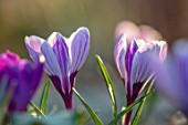 THE PICTON GARDEN AND OLD COURT NURSERIES, WORCESTERSHIRE: CLOSE UP OF PURPLE AND CREAM FLOWERS OF CROCUS PICKWICK. STRIPY, STRIPES, STRIPED, BULBS, SPRING, FLOWERS, FLOWERING