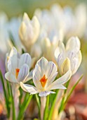 THE PICTON GARDEN AND OLD COURT NURSERIES, WORCESTERSHIRE: CLOSE UP OF WHITE, CREAM, PURPLE FLOWERS OF CROCUS TOMMASINIANUS ALBUS. BULBS