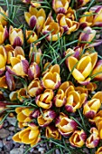 THE PICTON GARDEN AND OLD COURT NURSERIES, WORCESTERSHIRE: CLOSE UP OF ORANGE, YELLOW, BRONZE FLOWERS OF CROCUS ANGUSTIFOLIUS BRONZE FORM. BULBS, FLOWERING, BLOOMS, SPRING