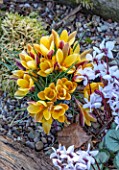 THE PICTON GARDEN AND OLD COURT NURSERIES, WORCESTERSHIRE: CLOSE UP OF ORANGE, YELLOW, BRONZE FLOWERS OF CROCUS ANGUSTIFOLIUS BRONZE FORM AND CYCLAMEN COUM MAURICE DRYDEN