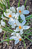 THE PICTON GARDEN AND OLD COURT NURSERIES, WORCESTERSHIRE: CLOSE UP OF WHITE FLOWERS OF CROCUS TOMMASINIANUS ALBUS. FLOWERING, BULBS, ROCKERY, SPRING, BLOOMS, BLOOMING