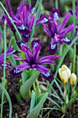 THE PICTON GARDEN AND OLD COURT NURSERIES, WORCESTERSHIRE: CLOSE UP OF PURPLE FLOWERS OF IRIS RETICULATA PAULINE. BULBS, FLOWERING, SPRING