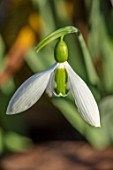 THE PICTON GARDEN AND OLD COURT NURSERIES, WORCESTERSHIRE: CLOSE UP OF WHITE AND GREEN FLOWER OF SNOWDROP - GALANTHUS BIG BOY, SNOWDROPS, FLOWERS, WINTER