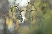 THE PICTON GARDEN AND OLD COURT NURSERIES, WORCESTERSHIRE: CATKINS OF CORYLUS AVELLANA CONTORTA, FEBRUARY, DECIDUOUS, HAZEL, CORKSCREW, TWISTED, CATKINS, SHRUBS, TWISTED