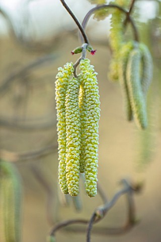 THE_PICTON_GARDEN_AND_OLD_COURT_NURSERIES_WORCESTERSHIRE_CATKINS_OF_CORYLUS_AVELLANA_CONTORTA_FEBRUA