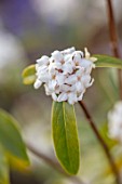 THE PICTON GARDEN AND OLD COURT NURSERIES, WORCESTERSHIRE: CLOSE UP OF WHITE FLOWERS OF DAPHNE X BHOLUA SPRING HERALD, SHRUBS, WINTER, FEBRUARY, SCENT, SCENTED, FRAGRANCE, FRAGRANT