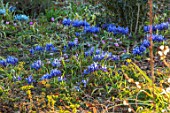 THE PICTON GARDEN AND OLD COURT NURSERIES, WORCESTERSHIRE: BLUE FLOWERS OF IRIS RETICULATA JOYCE, IRISES, BULBS, FLOWERING, BLOOMING, FEBRUARY