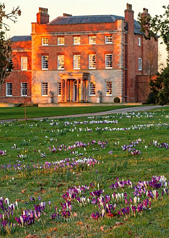 MORTON_HALL_WORCESTERSHIRE_CROCUS_IN_THE_PARKLAND_MEADOW_WITH_HALL_BEHIND_CROCUSES_CROCI_FEBRUARY_SU