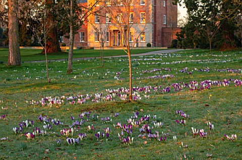 MORTON_HALL_WORCESTERSHIRE_CROCUS_IN_THE_PARKLAND_MEADOW_WITH_HALL_BEHIND_CROCUSES_CROCI_FEBRUARY_SU