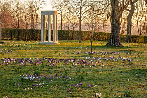 MORTON_HALL_WORCESTERSHIRE_CROCUS_IN_THE_PARKLAND_MEADOW_WITH_MONOPTEROS_BEHIND_CROCUSES_CROCI_FEBRU