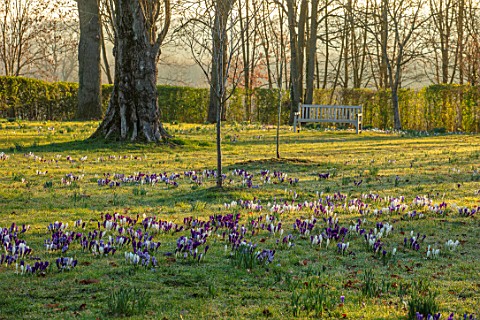 MORTON_HALL_WORCESTERSHIRE_CROCUS_IN_THE_PARKLAND_MEADOW_WITH_WOODEN_BENCH_SEAT_BEHIND_CROCUSES_CROC