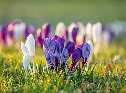 MORTON_HALL_WORCESTERSHIRE_CROCUS_IN_THE_PARKLAND_MEADOW_CROCUSES_PICKWICK_FLOWER_RECORD_JOAN_OF_ARC