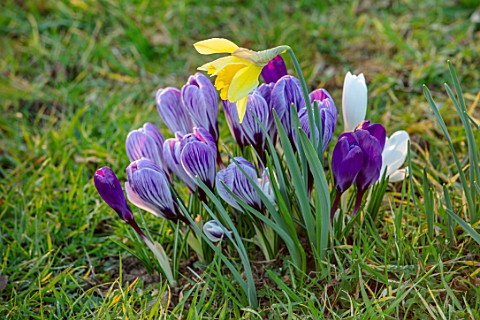 MORTON_HALL_WORCESTERSHIRE_CROCUS_PICKWICK_FLOWER_RECORD_JOAN_OF_ARC_AND_NARCISSUS_IN_THE_PARKLAND_M
