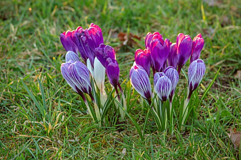 MORTON_HALL_WORCESTERSHIRE_CROCUS_PICKWICK_FLOWER_RECORD_AND_PICKWICK_IN_THE_PARKLAND_MEADOW_CROCUSE