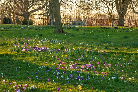 MORTON_HALL_WORCESTERSHIRE_WHITE_AND_PURPLE_CROCUS_IN_THE_PARKLAND_MEADOW_CROCUSES_CROCI_FEBRUARY_ME
