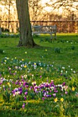 MORTON HALL, WORCESTERSHIRE: WHITE AND PURPLE CROCUS IN THE PARKLAND MEADOW. CROCUSES, CROCI, FEBRUARY, MEADOWS, NATURALISED, MASSES, BENCHES, SEATS, SUNSET