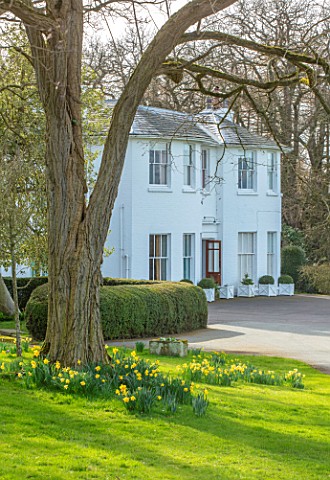 MARBURY_HALL_SHROPSHIRE_DESIGNER_SOFIE_PATONSMITH_DAFFODILS_ON_LAWN_IN_FRONT_OF_HALL