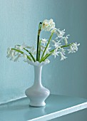 MARBURY HALL, SHROPSHIRE: DESIGNER SOFIE PATON-SMITH, BLUE DINING ROOM, WHITE VASE WITH WHITE DAFFODILS AND HYACINTHS, SPRING, EASTER