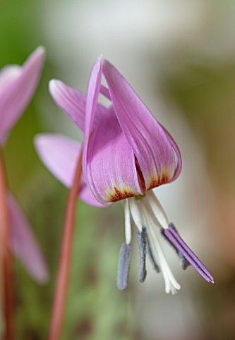 TWELVE_NUNNS_LINCOLNSHIRE_CLOSE_UP_PORTRAIT_OF_PINK_FLOWERS_OF_DOGS_TOOTH_VIOLET_ERYTHRONIUM_DENS_CA