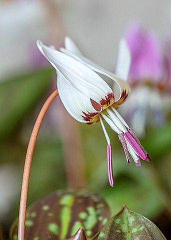 TWELVE_NUNNS_LINCOLNSHIRE_CLOSE_UP_PORTRAIT_OF_WHITE_FLOWERS_OF_DOGS_TOOTH_VIOLET_ERYTHRONIUM_DENS_C