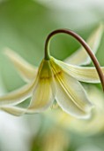 TWELVE NUNNS: CLOSE UP PORTRAIT OF DOGS TOOTH VIOLET - ERYTHRONIUM OREGONUM, ADDERS TONGUE, WHITE, YELLOW, SPRING, FLOWERS, BLOOMS, WOODLAND, BULBS