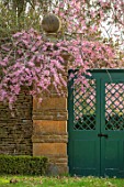 THENFORD GARDENS & ARBORETUM, NORTHAMPTONSHIRE: GREEN GATE, WALL, PINK BLOSSOMS, FLOWERS OF PRUNUS CERASIFERA PENDULA, SPRING, FLOWERING, TREES, CHERRIES