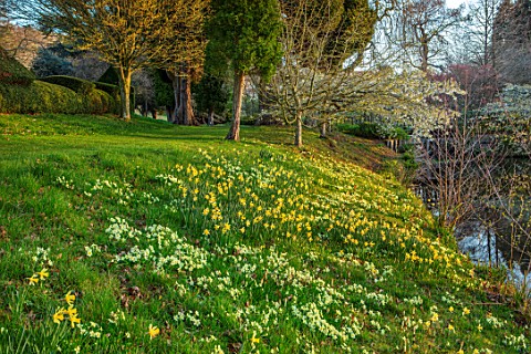 LITTLE_MALVERN_COURT_WORCESTERSHIRE_PRIMROSES_AND_WHITE_BLOSSOM_OF_PRUNUS_SHIROTAE_BESIDE_THE_LAKE_P