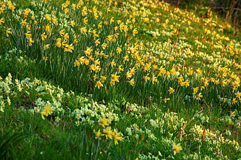 LITTLE_MALVERN_COURT_WORCESTERSHIRE_PRIMROSES_AND_DAFFODILS_BESIDE_THE_LAKE_POND_POOL_BULBS_FLOWERIN