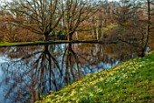 LITTLE MALVERN COURT, WORCESTERSHIRE: PRIMROSES AND DAFFODILS BESIDE THE LAKE, POND, POOL, BULBS, FLOWERING, SPRING, SHRUBS