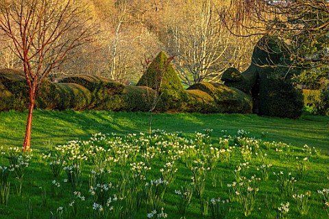 LITTLE_MALVERN_COURT_WORCESTERSHIRE_DAFFODILS_IN_LAWN_BESIDE_YEW_HEDGES_CLIPPED_TOPIARY_HEDGING_SPRI