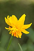 THE PICTON GARDEN AND OLD COURT NURSERIES, WORCESTERSHIRE: PLANT PORTRAIT OF YELLOW, ORANGE FLOWERS OF DAFFODIL, NARCISSUS DOUBLE ITZIM, BULBS, SPRING, BLOOMS, BLOOMING