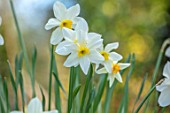 THE PICTON GARDEN AND OLD COURT NURSERIES, WORCESTERSHIRE: PLANT PORTRAIT OF YELLOW, WHITE FLOWERS OF DAFFODIL, NARCISSUS SEAGULL. BULBS, SPRING, FLOWERING