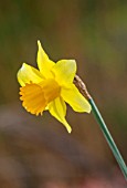 THE PICTON GARDEN AND OLD COURT NURSERIES, WORCESTERSHIRE: PLANT PORTRAIT OF YELLOW, ORANGE FLOWERS OF DAFFODIL, NARCISSUS HELIOS. BULBS, SPRING, FLOWERING
